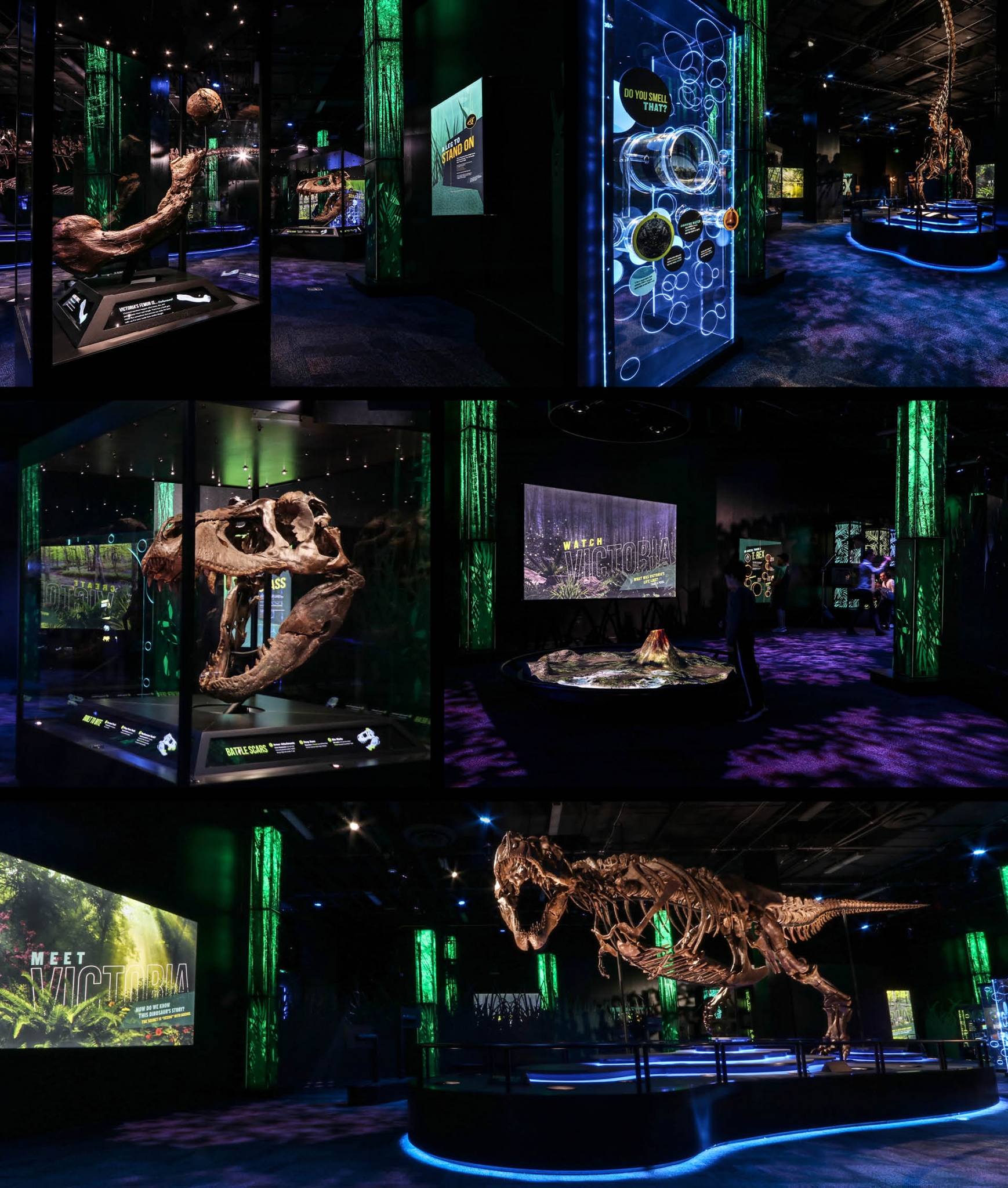 victoria the t rex exhibit